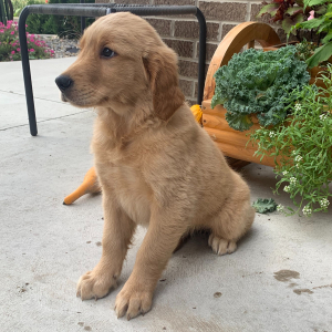 Golden Retriever Puppy Paige