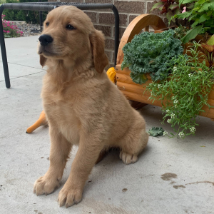 Golden Retriever Puppy Paige