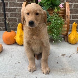 Golden Retriever Puppy Paige