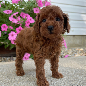 Poodle Puppy Macey