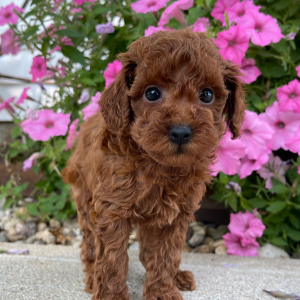 Poodle Puppy Macey