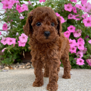 Poodle Puppy Macey
