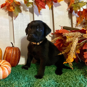 Labrador Retriever Puppy Paisley