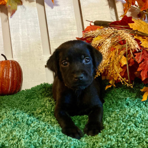 Labrador Retriever Puppy Paisley