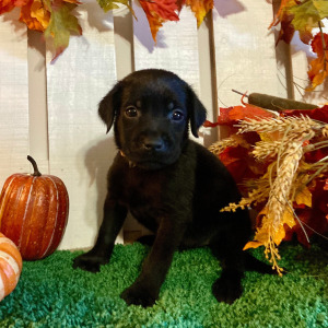 Labrador Retriever Puppy Paisley