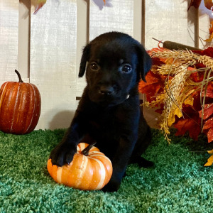 Labrador Retriever Puppy Paisley