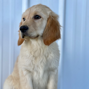 Golden Retriever Puppy Dotti