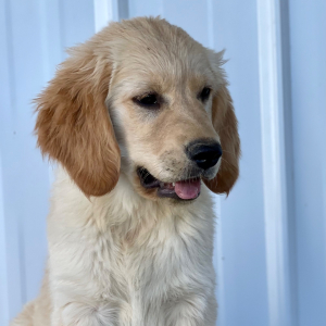 Golden Retriever Puppy Dotti