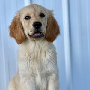 Golden Retriever Puppy Dotti