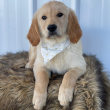 Golden Retriever Puppy Dotti