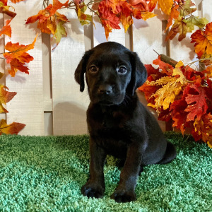 Labrador Retriever Puppy Madyson