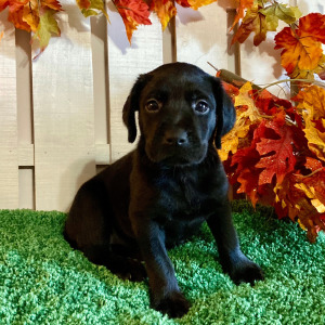 Labrador Retriever Puppy Madyson