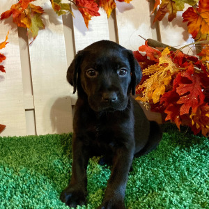 Labrador Retriever Puppy Madyson