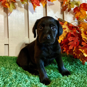 Labrador Retriever Puppy Madyson