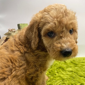 Goldendoodle Puppy Flannery