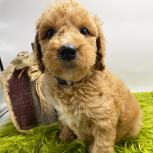 Goldendoodle Puppy Flannery