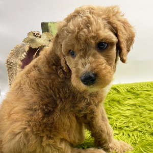 Goldendoodle Puppy Flannery