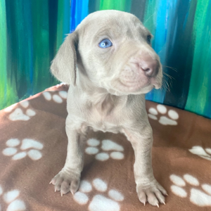Weimaraner Puppy JoJo