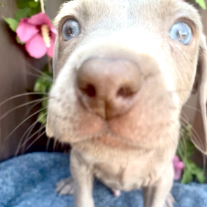 Weimaraner Puppy JoJo