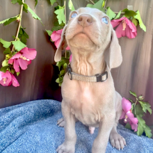 Weimaraner Puppy JoJo
