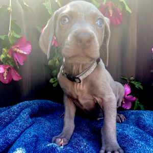 Weimaraner Puppy JoJo