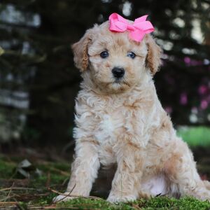 Poodle Puppy Ivory