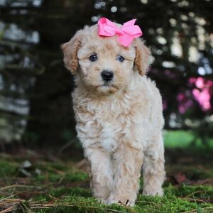Poodle Puppy Ivory