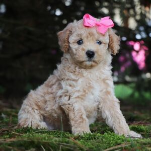 Poodle Puppy Ivory