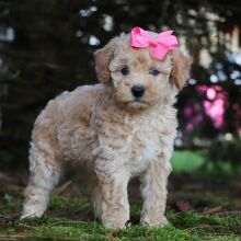 Poodle Puppy Ivory