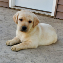 Labrador Retriever Puppy Bailey