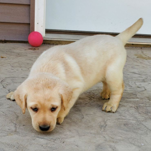 Labrador Retriever Puppy Bailey