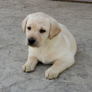 Labrador Retriever Puppy Bailey
