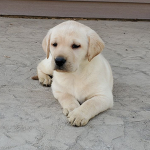 Labrador Retriever Puppy Bailey