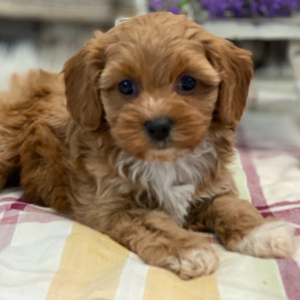 Cavapoo Puppy Candace