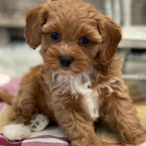 Cavapoo Puppy Candace