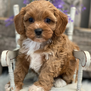 Cavapoo Puppy Candace