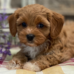Cavapoo Puppy Candace