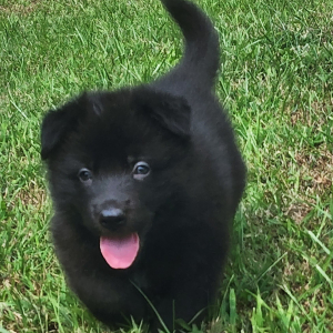 German Shepherd Dog Puppy Shadow