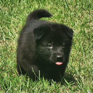 German Shepherd Dog Puppy Shadow