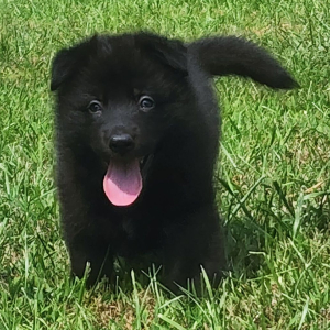 German Shepherd Dog Puppy Shadow