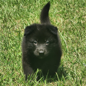 German Shepherd Dog Puppy Shadow