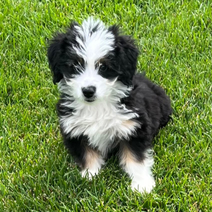 Aussiedoodle Puppy Tuck