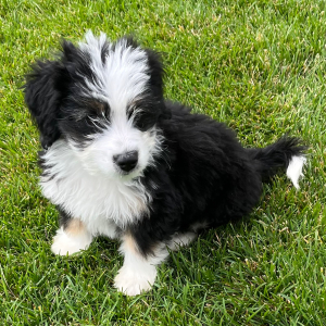 Aussiedoodle Puppy Tuck