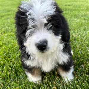 Aussiedoodle Puppy Tuck