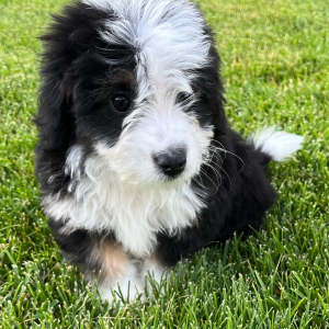 Aussiedoodle Puppy Tuck