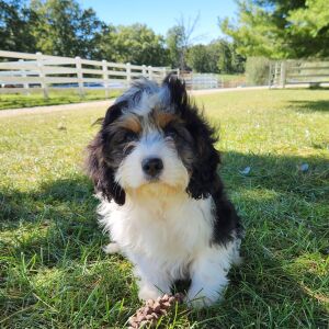 Cavapoo Puppy Trulo