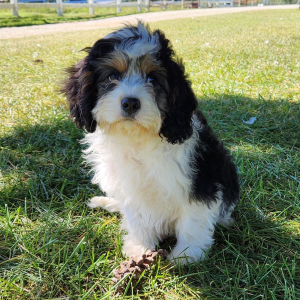 Cavapoo Puppy Trulo