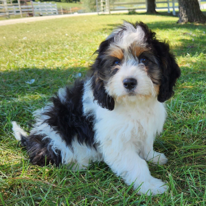 Cavapoo Puppy Trulo