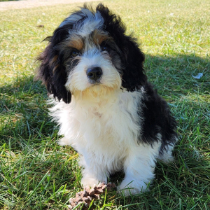 Cavapoo Puppy Trulo