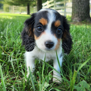 Cavapoo Puppy Tampa